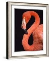 American flamingo-Herbert Kehrer-Framed Photographic Print