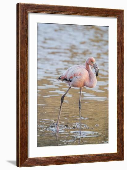 American Flamingo-DLILLC-Framed Photographic Print