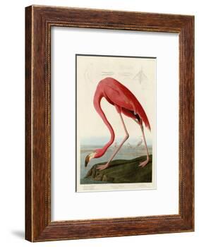 American Flamingo-John James Audubon-Framed Photographic Print