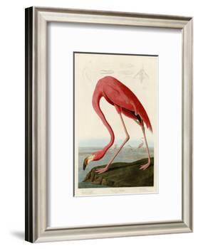 American Flamingo-John James Audubon-Framed Photographic Print