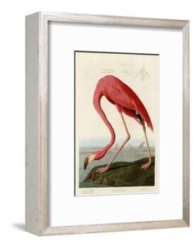 American Flamingo-John James Audubon-Framed Photographic Print