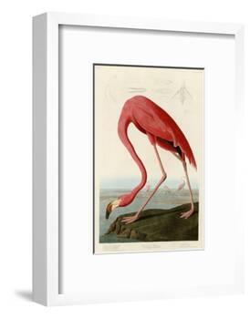 American Flamingo-John James Audubon-Framed Photographic Print