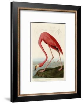 American Flamingo-John James Audubon-Framed Photographic Print