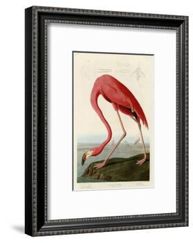 American Flamingo-John James Audubon-Framed Photographic Print