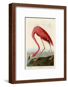 American Flamingo-John James Audubon-Framed Photographic Print