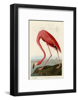 American Flamingo-John James Audubon-Framed Photographic Print