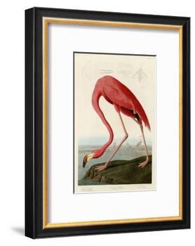 American Flamingo-John James Audubon-Framed Photographic Print