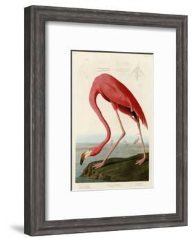 American Flamingo-John James Audubon-Framed Photographic Print