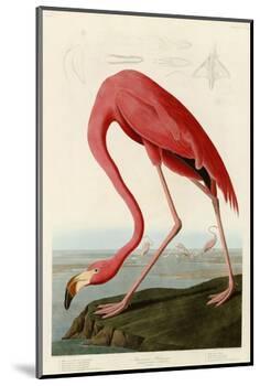 American Flamingo-John James Audubon-Mounted Photographic Print