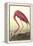 American Flamingo-John James Audubon-Framed Stretched Canvas