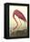 American Flamingo-John James Audubon-Framed Stretched Canvas