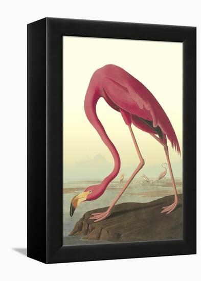 American Flamingo-John James Audubon-Framed Stretched Canvas