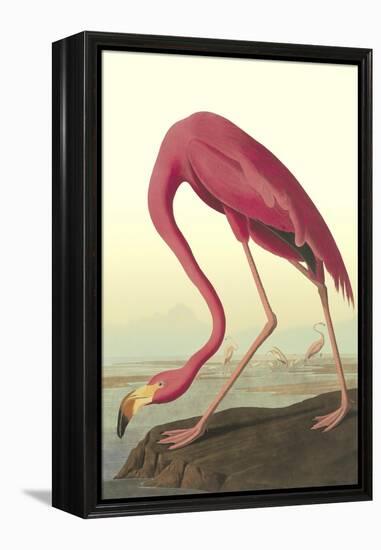 American Flamingo-John James Audubon-Framed Stretched Canvas