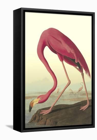 American Flamingo-John James Audubon-Framed Stretched Canvas