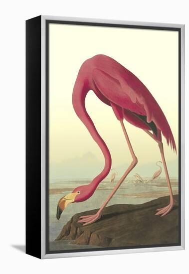 American Flamingo-John James Audubon-Framed Stretched Canvas