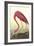 American Flamingo-John James Audubon-Framed Art Print