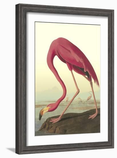 American Flamingo-John James Audubon-Framed Art Print