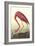 American Flamingo-John James Audubon-Framed Art Print