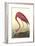 American Flamingo-John James Audubon-Framed Art Print