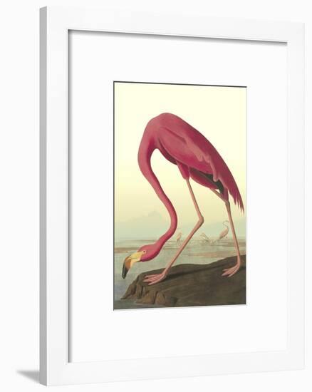 American Flamingo-John James Audubon-Framed Art Print