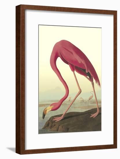 American Flamingo-John James Audubon-Framed Art Print