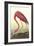 American Flamingo-John James Audubon-Framed Art Print