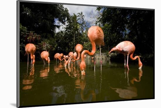 American Flamingos at Ardastra Gardens, Zoo, and Conservation Center-Paul Souders-Mounted Photographic Print