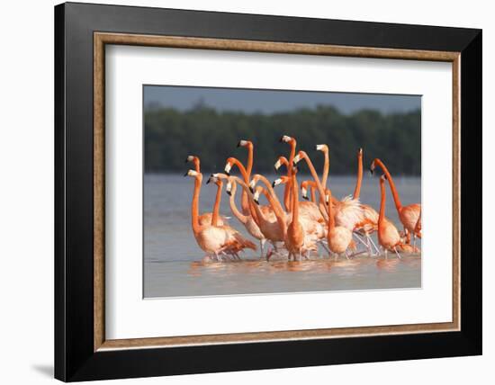 American Flamingos (Phoenicopterus Ruber) Perform Elaborate Marchlike Courtship Displays-Gerrit Vyn-Framed Photographic Print