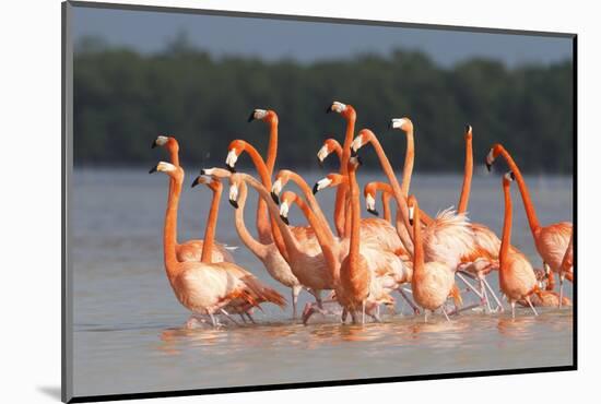 American Flamingos (Phoenicopterus Ruber) Perform Elaborate Marchlike Courtship Displays-Gerrit Vyn-Mounted Photographic Print