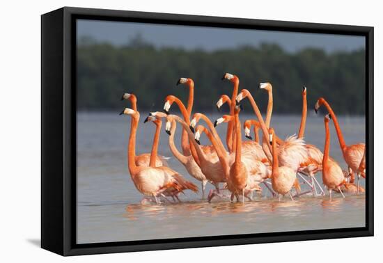 American Flamingos (Phoenicopterus Ruber) Perform Elaborate Marchlike Courtship Displays-Gerrit Vyn-Framed Premier Image Canvas