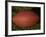 American Football-Paul Sutton-Framed Photographic Print