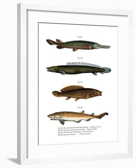 American Fresh-Water Garpike-null-Framed Giclee Print