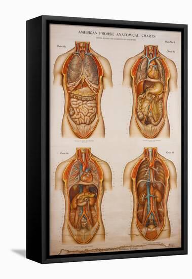 American Frohse Anatomical Wallcharts, Plate 2-null-Framed Premier Image Canvas