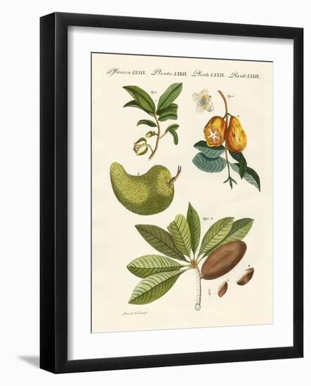 American Fruits-null-Framed Giclee Print