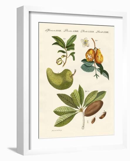 American Fruits-null-Framed Giclee Print