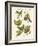 American Fruits-null-Framed Giclee Print