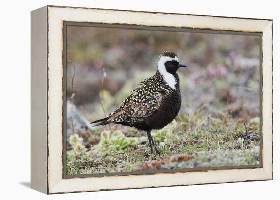 American Golden Plover-Ken Archer-Framed Premier Image Canvas