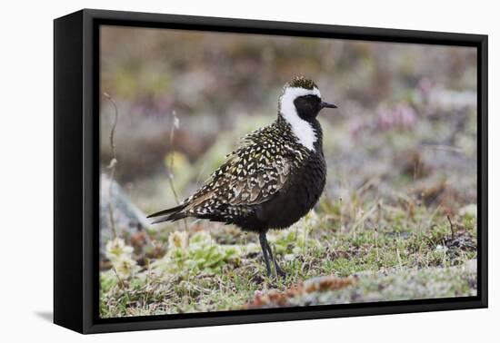 American Golden Plover-Ken Archer-Framed Premier Image Canvas