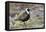 American Golden Plover-Ken Archer-Framed Premier Image Canvas