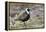 American Golden Plover-Ken Archer-Framed Premier Image Canvas