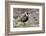 American Golden Plover-Ken Archer-Framed Photographic Print