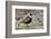 American Golden Plover-Ken Archer-Framed Photographic Print