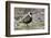 American Golden Plover-Ken Archer-Framed Photographic Print