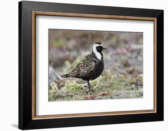 American Golden Plover-Ken Archer-Framed Photographic Print