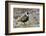 American Golden Plover-Ken Archer-Framed Photographic Print