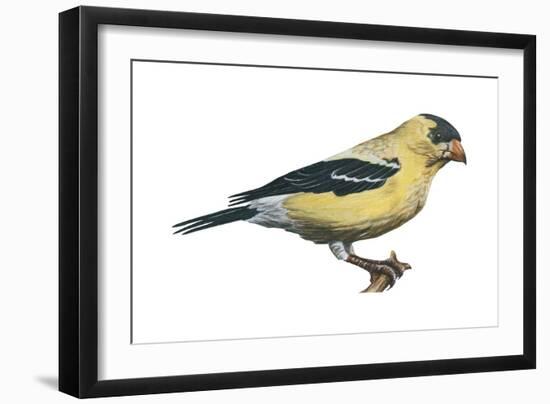 American Goldfinch (Carduelis Tristis), Birds-Encyclopaedia Britannica-Framed Art Print