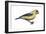 American Goldfinch (Carduelis Tristis), Birds-Encyclopaedia Britannica-Framed Art Print