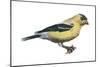 American Goldfinch (Carduelis Tristis), Birds-Encyclopaedia Britannica-Mounted Art Print