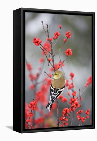 American Goldfinch (Carduelis tristis) in Common Winterberry in winter, Marion, Illinois, USA.-Richard & Susan Day-Framed Premier Image Canvas
