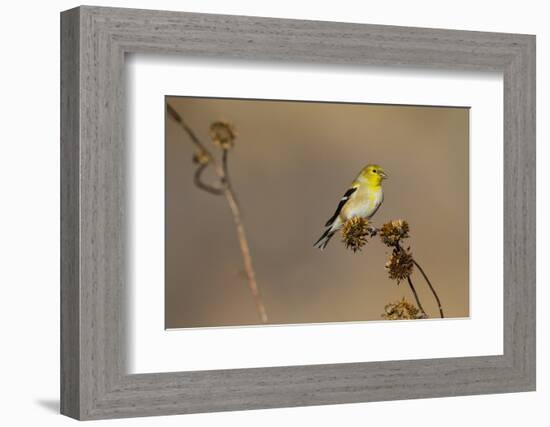 American Goldfinch Feeding on Sunflower Seeds-Larry Ditto-Framed Photographic Print